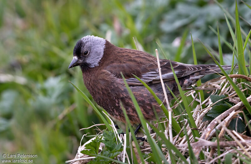 Grey-crowned Rosy Finch