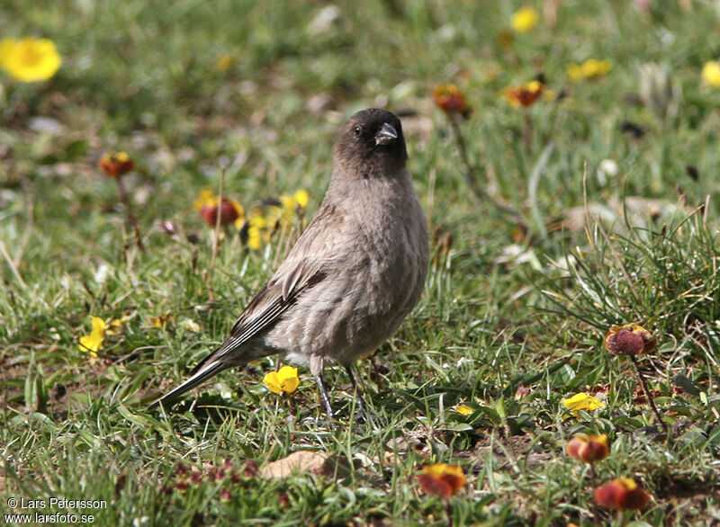 Brandt's Mountain Finch