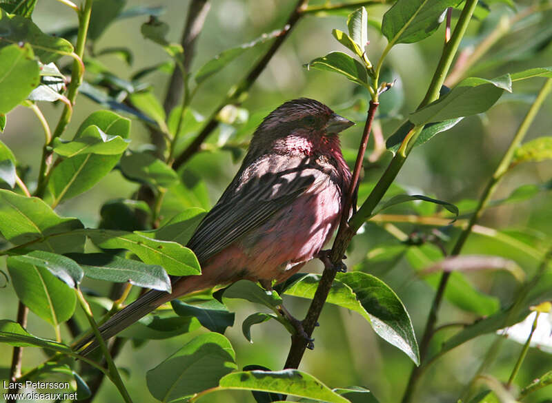 Roselin de Stresemann mâle adulte, identification