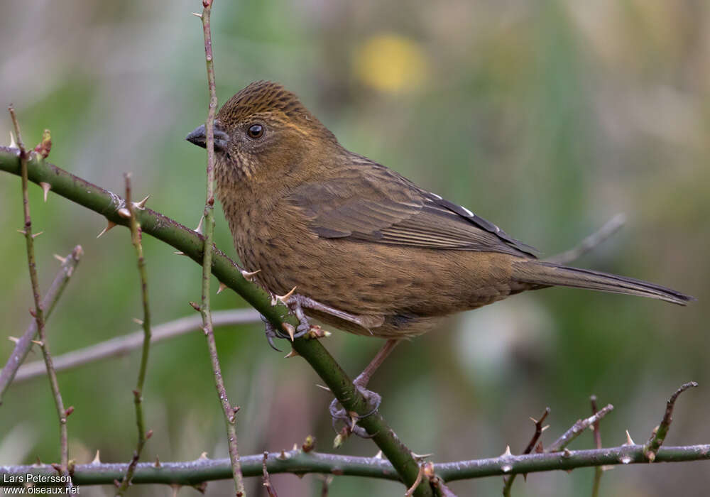 Taiwan Rosefinch female adult, identification