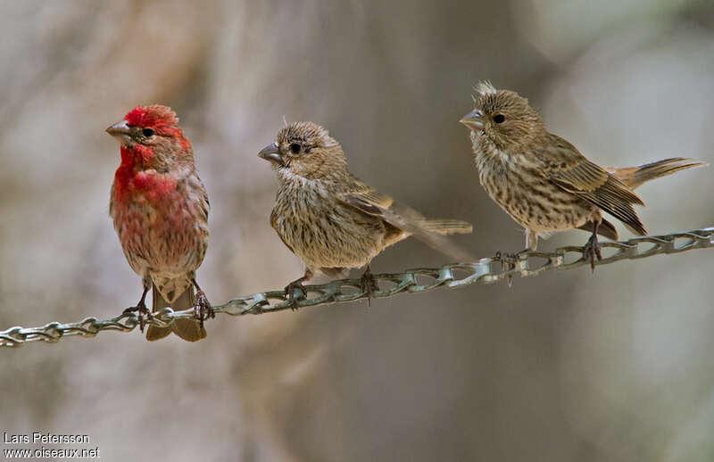 House Finch, pigmentation