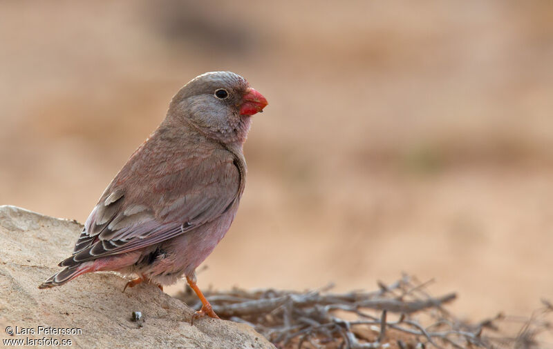 Trumpeter Finch