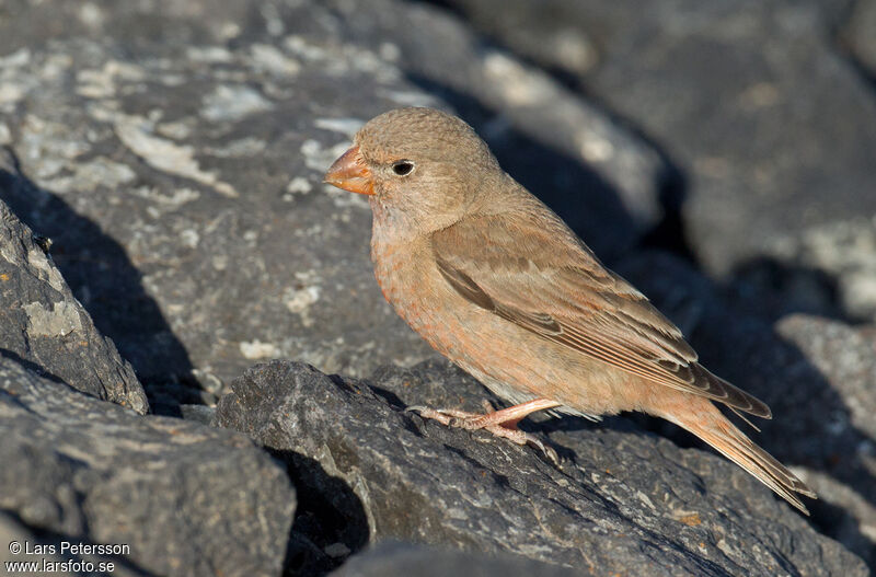 Trumpeter Finch