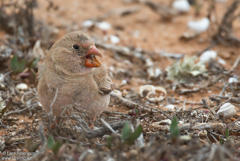 Trumpeter Finch