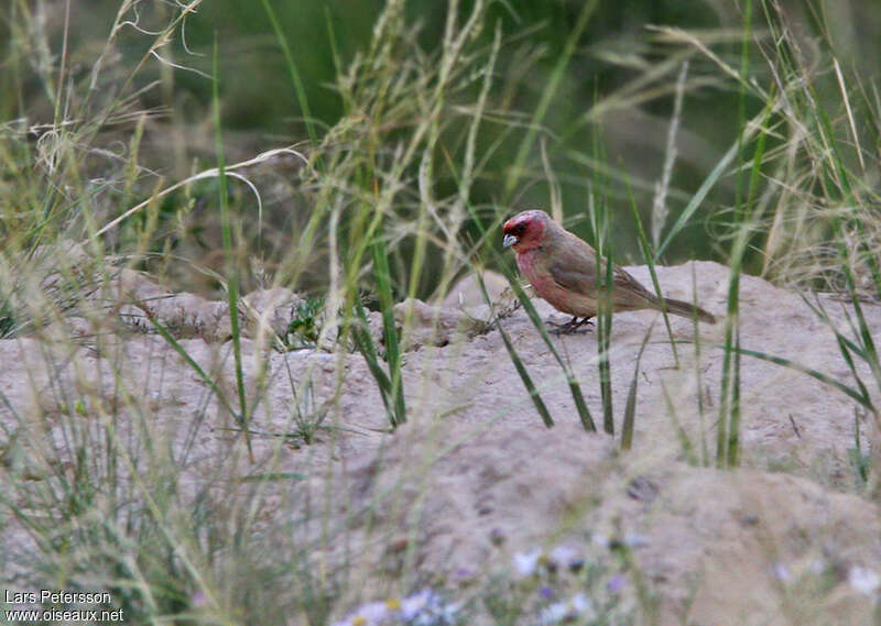 Pale Rosefinch male adult, identification