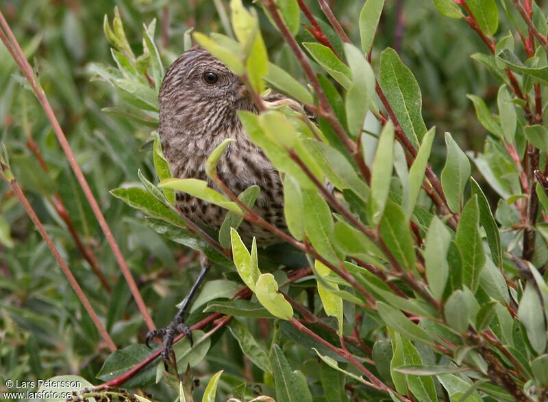 Streaked Rosefinch