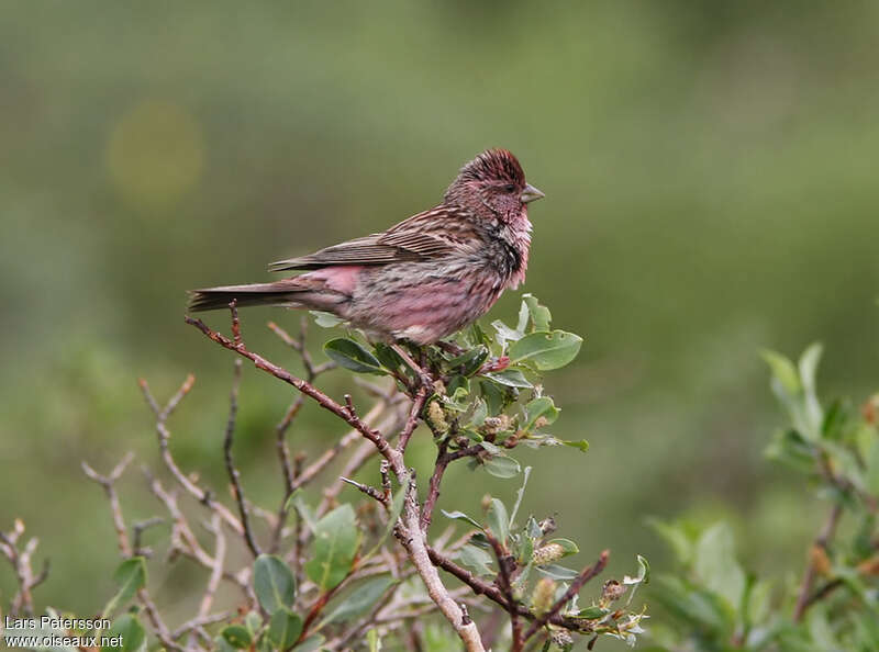 Himalayan Beautiful Rosefinch male adult, identification