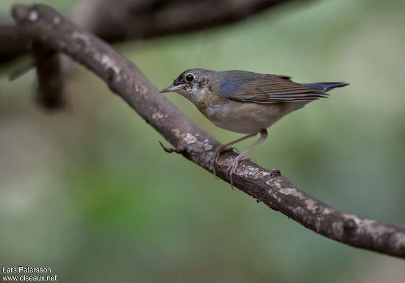 Siberian Blue Robin male Second year, identification