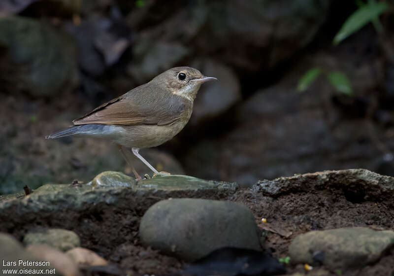 Siberian Blue Robin male Second year, identification