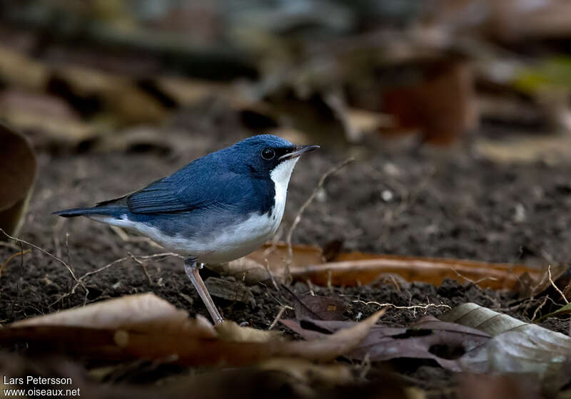 Siberian Blue Robin male adult breeding, identification