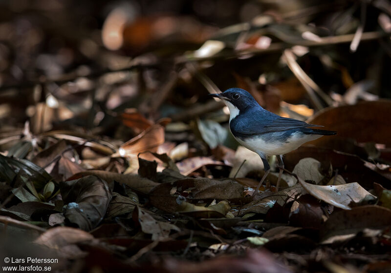 Siberian Blue Robin