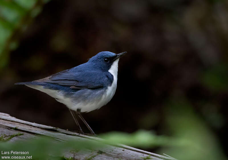 Rossignol bleu mâle adulte nuptial, identification