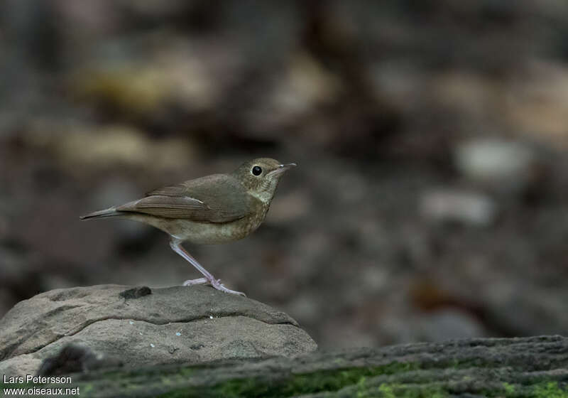 Siberian Blue Robin female, habitat, pigmentation