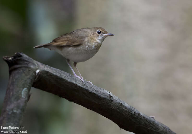 Siberian Blue Robin female adult, identification