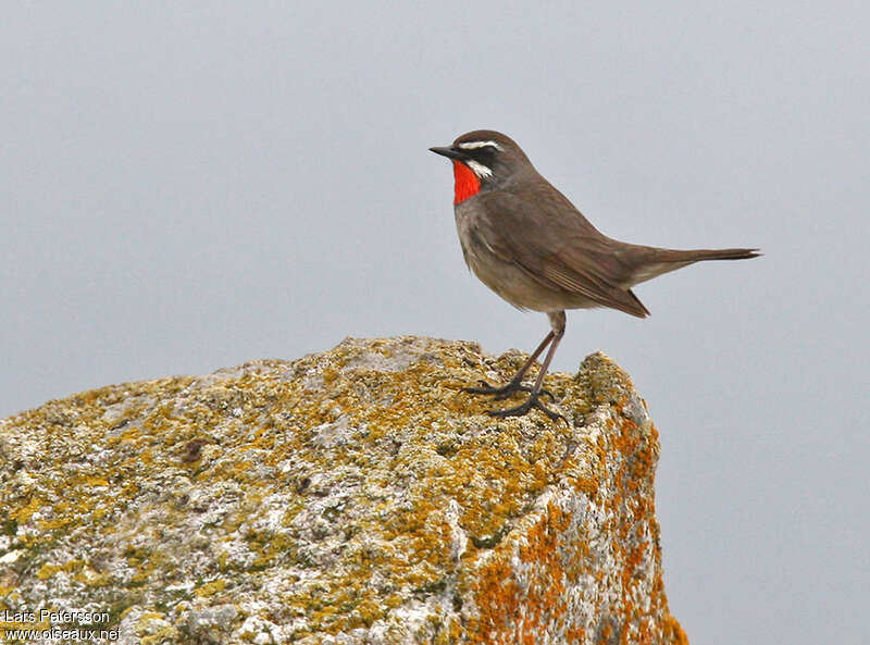 Siberian Rubythroat male adult breeding, identification