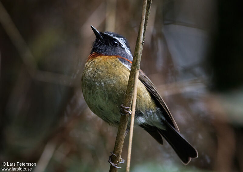 Collared Bush Robin