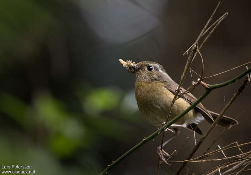 Collared Bush Robin female adult breeding, identification