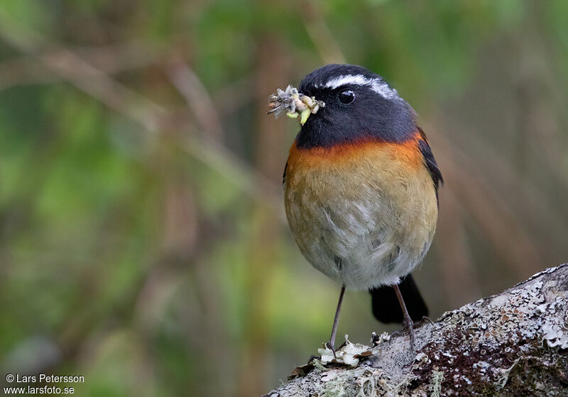 Collared Bush Robin