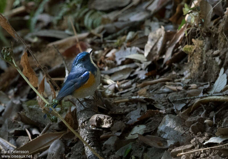 Rossignol de l'Himalaya mâle adulte, habitat, camouflage, pigmentation, Comportement