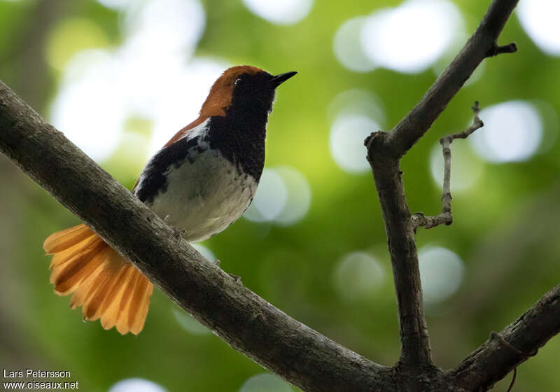 Rossignol komadori mâle adulte, identification