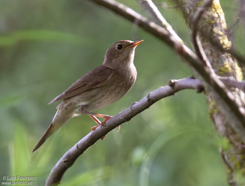 Thrush Nightingale