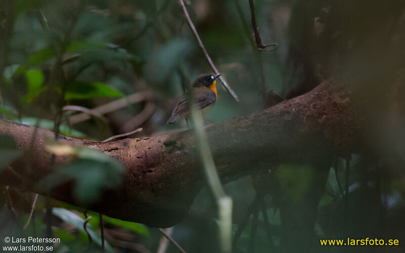 Forest Robin