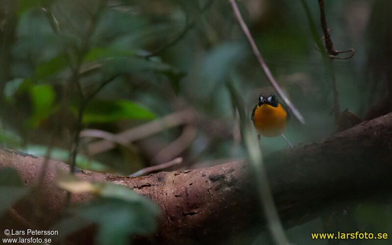 Forest Robin