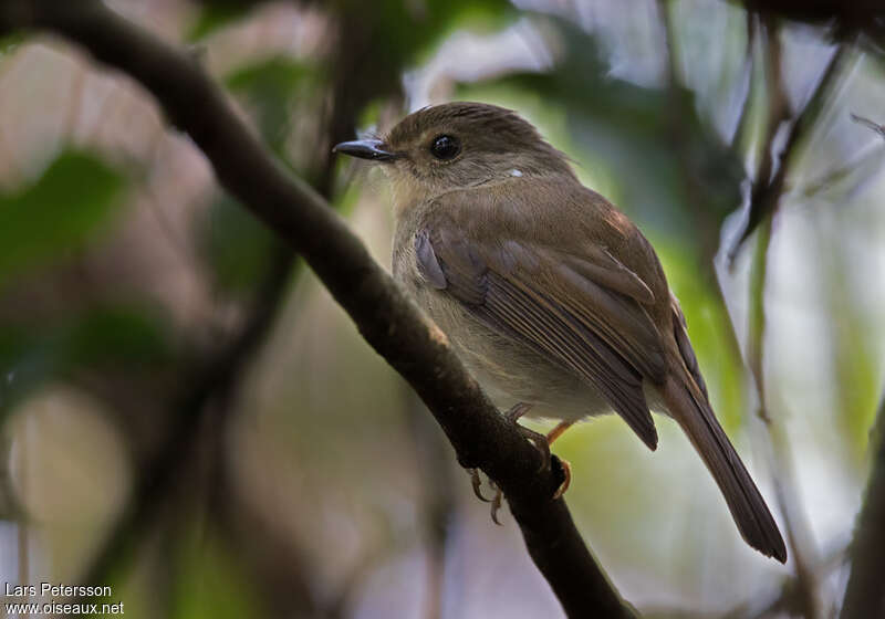 Rougegorge de Gabelaadulte, identification