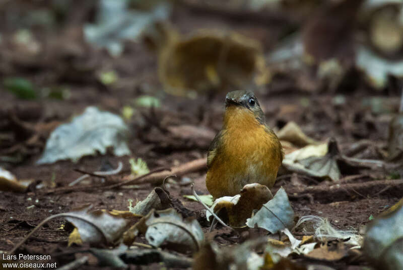 Equatorial Akalatadult, close-up portrait