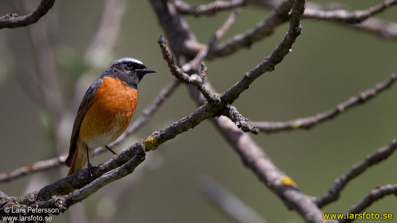 Common Redstart