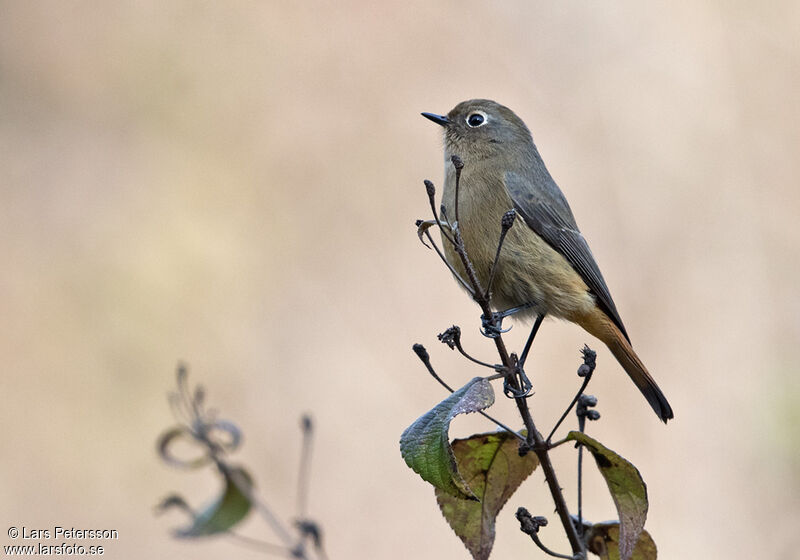 Blue-fronted Redstart