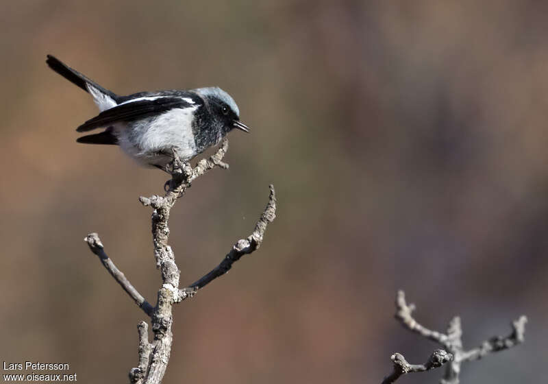 Blue-capped Redstart male adult, identification