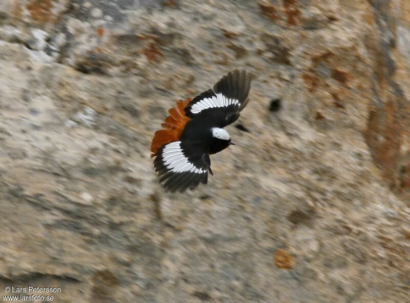 Güldenstädt's Redstart