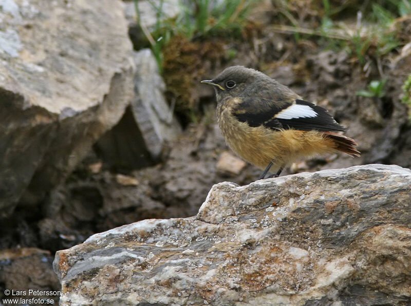 Güldenstädt's Redstart