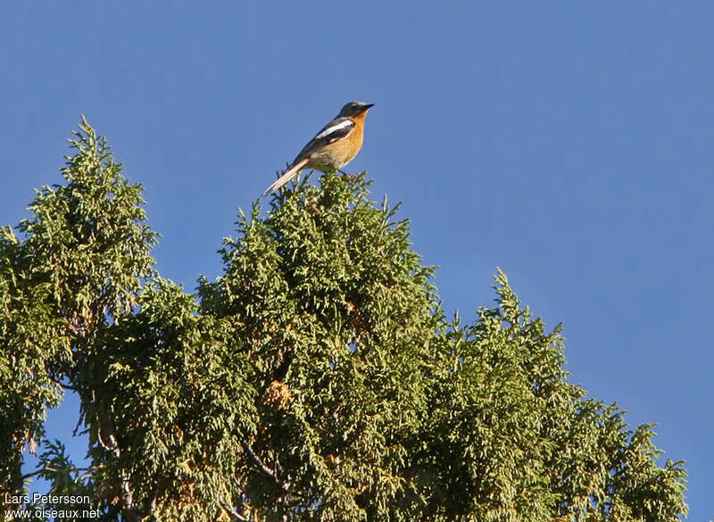 Przevalski's Redstart male adult, identification