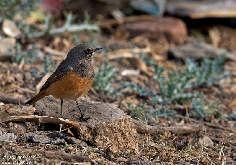 Black Redstart