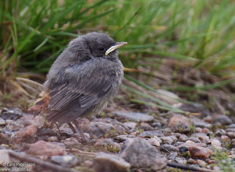 Black Redstart