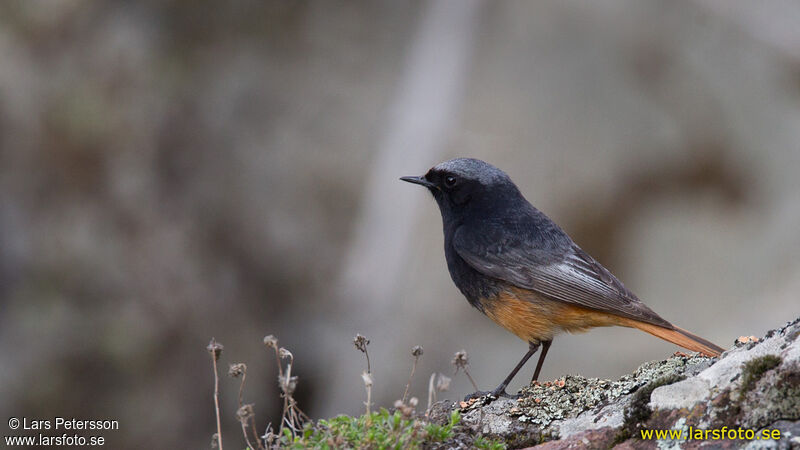 Black Redstart