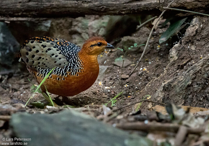 Ferruginous Partridge