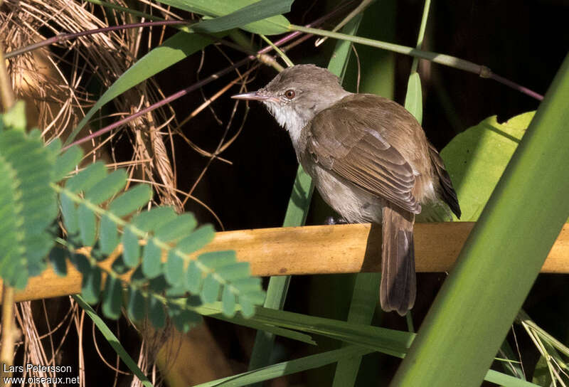 Lesser Swamp Warbleradult, habitat, pigmentation, Behaviour