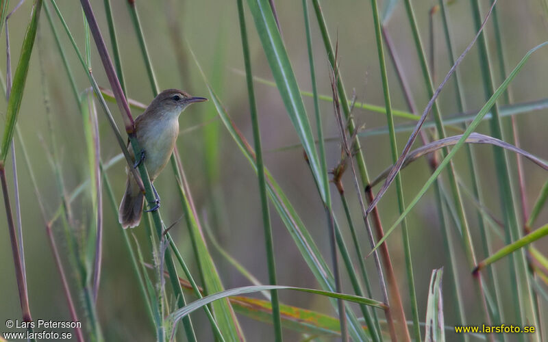 Australian Reed Warbler