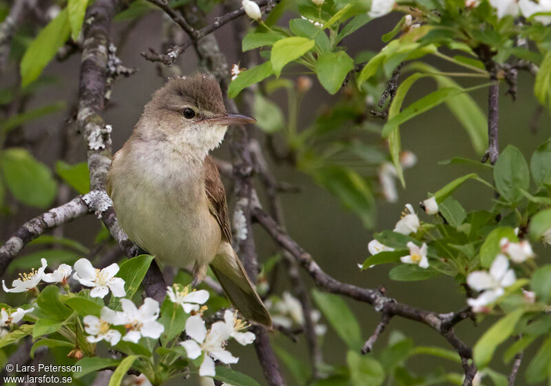 Oriental Reed Warbler