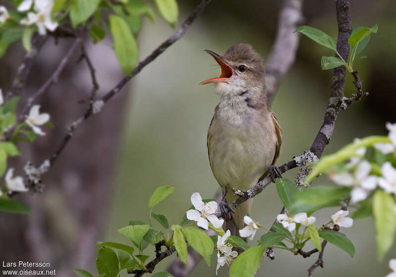 Rousserolle d'Orientadulte, chant