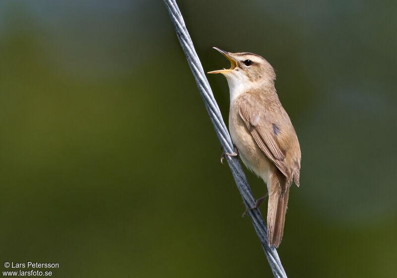 Black-browed Reed Warbler