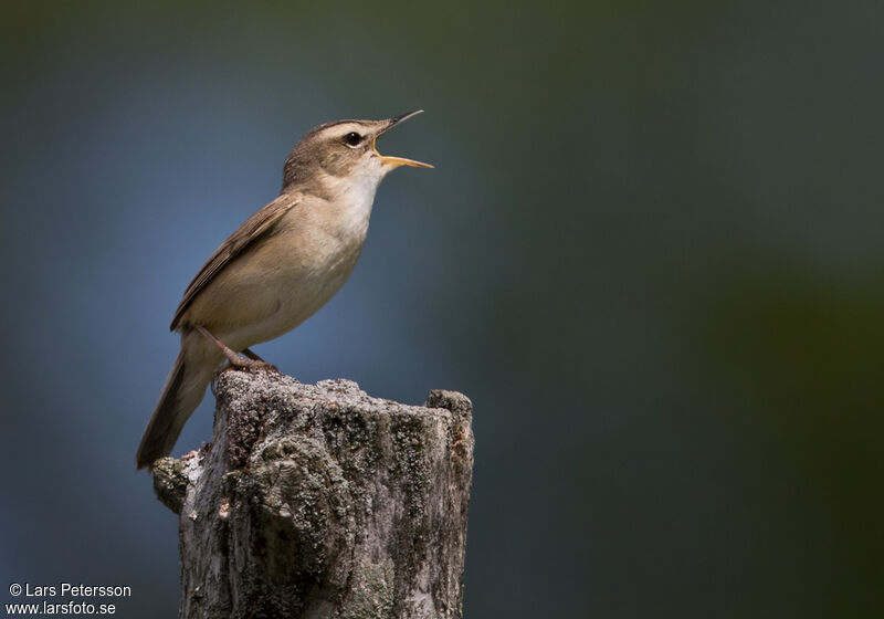 Black-browed Reed Warbler