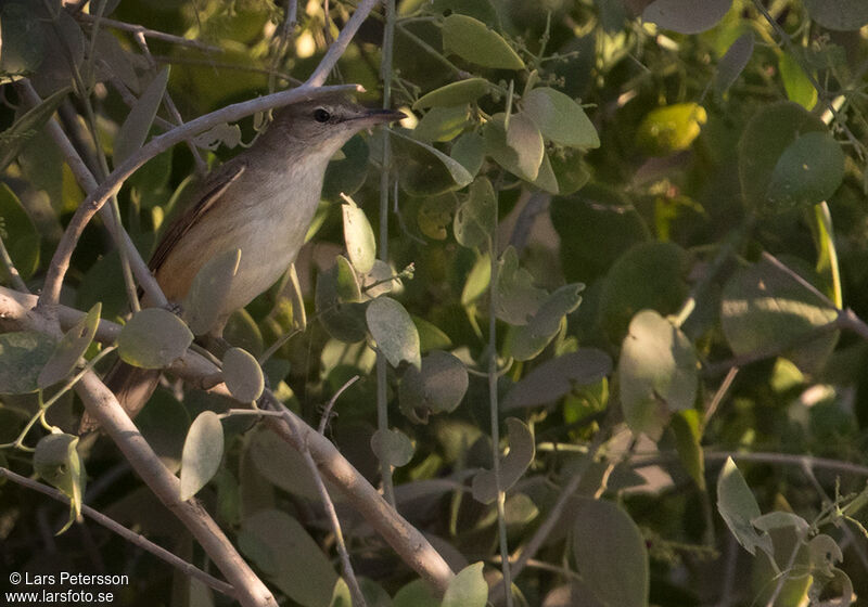 Clamorous Reed Warbler