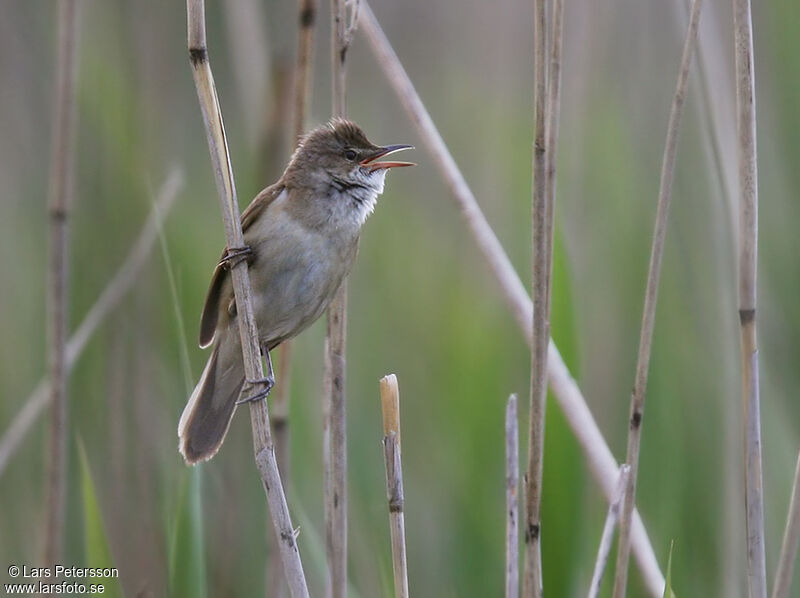 Great Reed Warbler