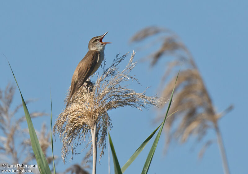 Great Reed Warbler