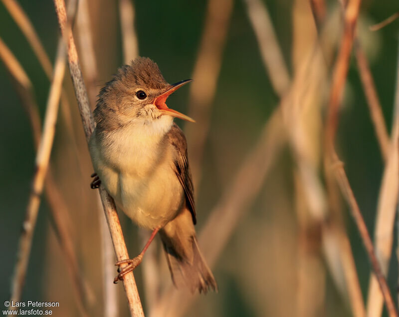 Marsh Warbler