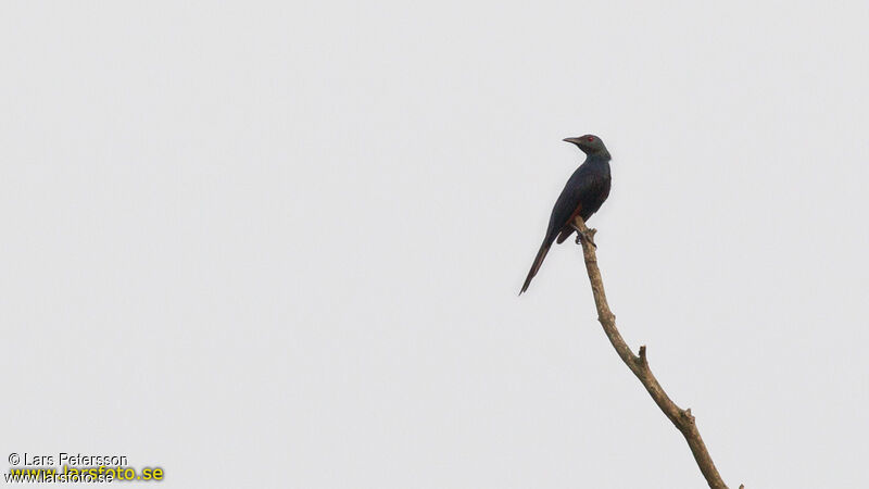 Chestnut-winged Starling